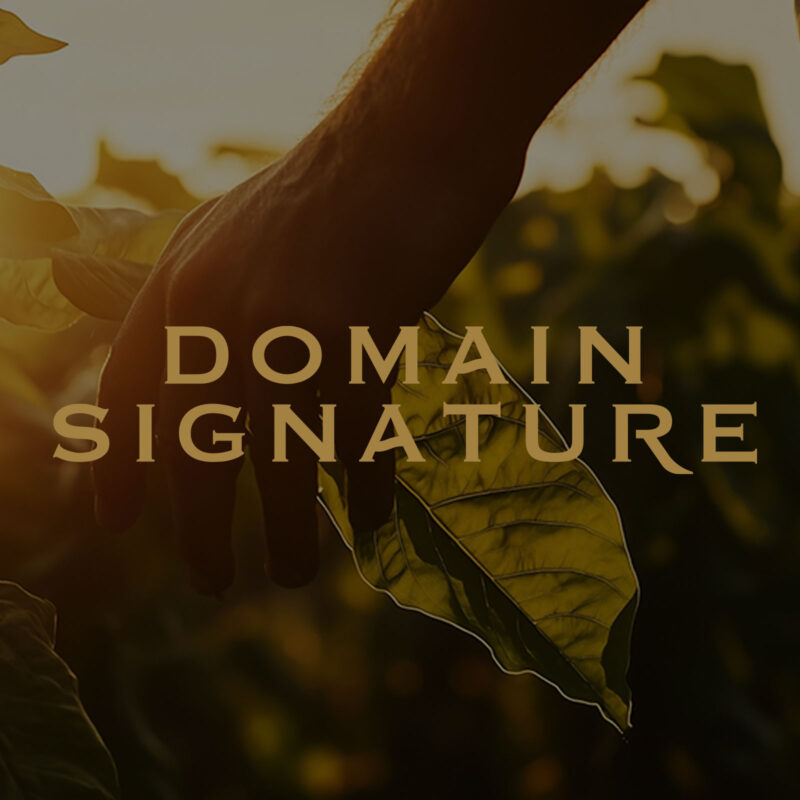 Don Palomon Domain Signature Cigars